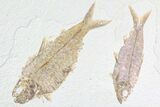 Pair Of Large Knightia Fossil Fish - Wyoming #86523-1